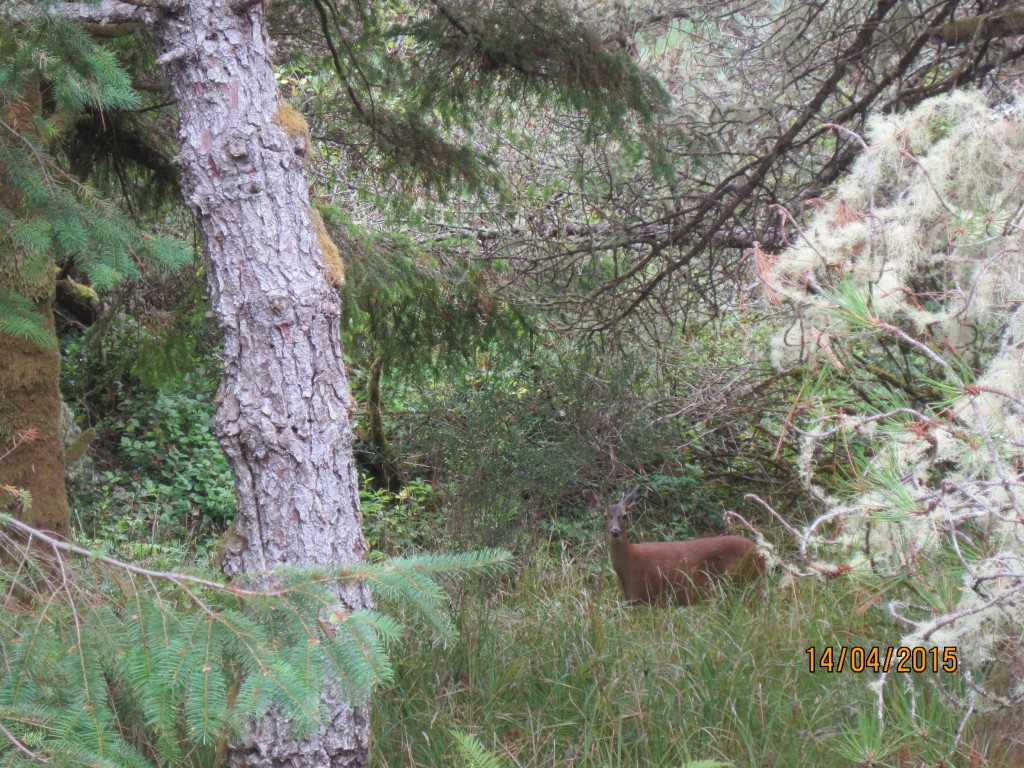 Nehelem State Park Or.