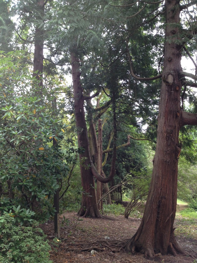 Seattle Arboretum