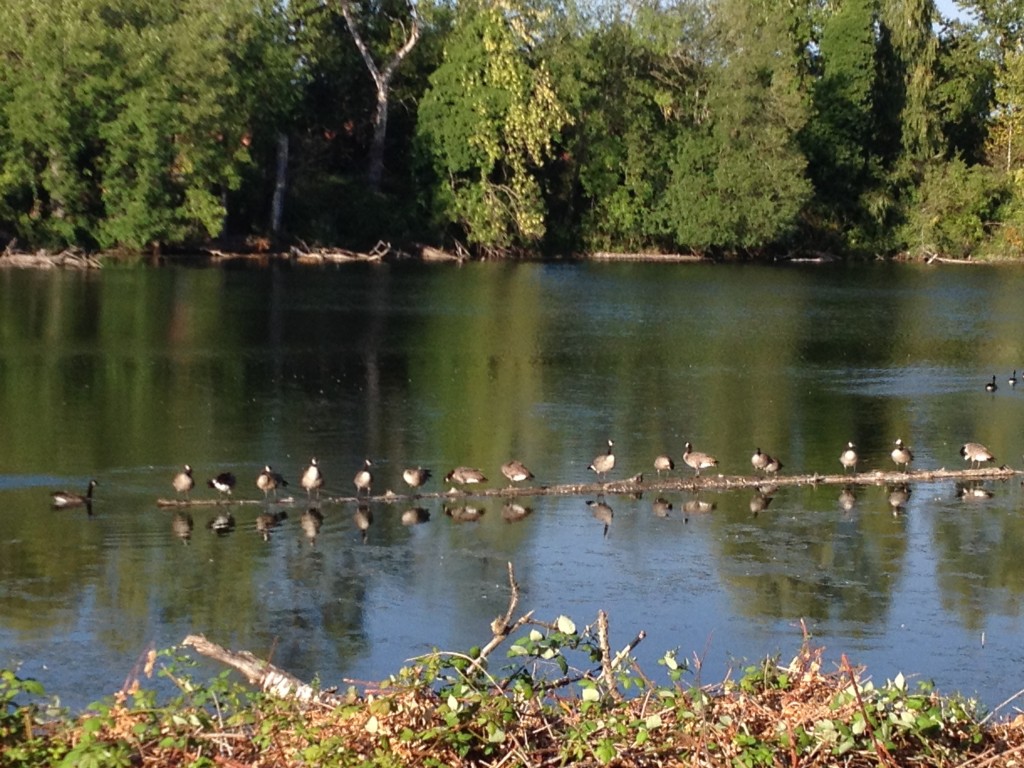 birds on a log