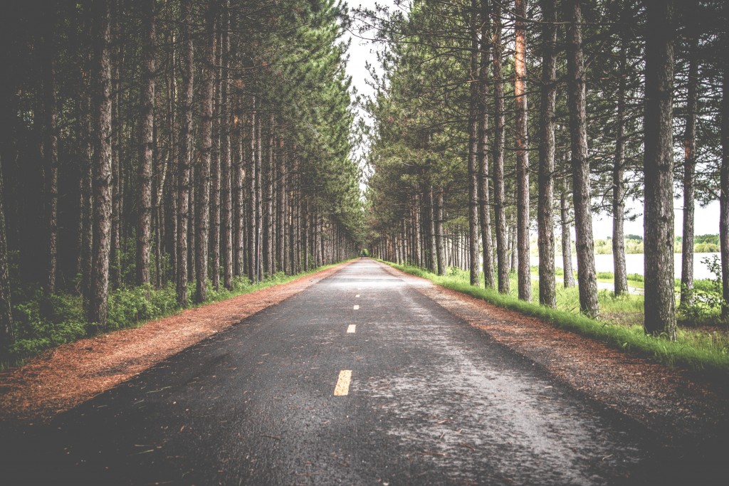 pine trees on the road